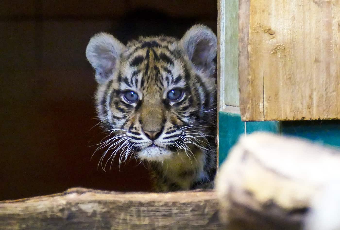 Neugierig schaut ein junger Tiger aus der Wurfbox. (Foto: Heidrun Knigge/Zoo Heidelberg)