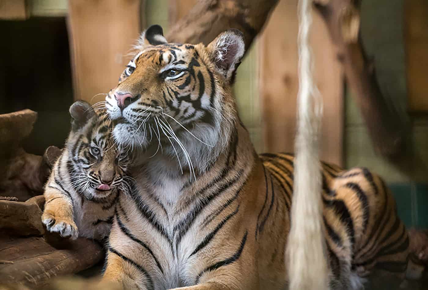 Tigerin Karis mit einem ihrer drei Jungtiere