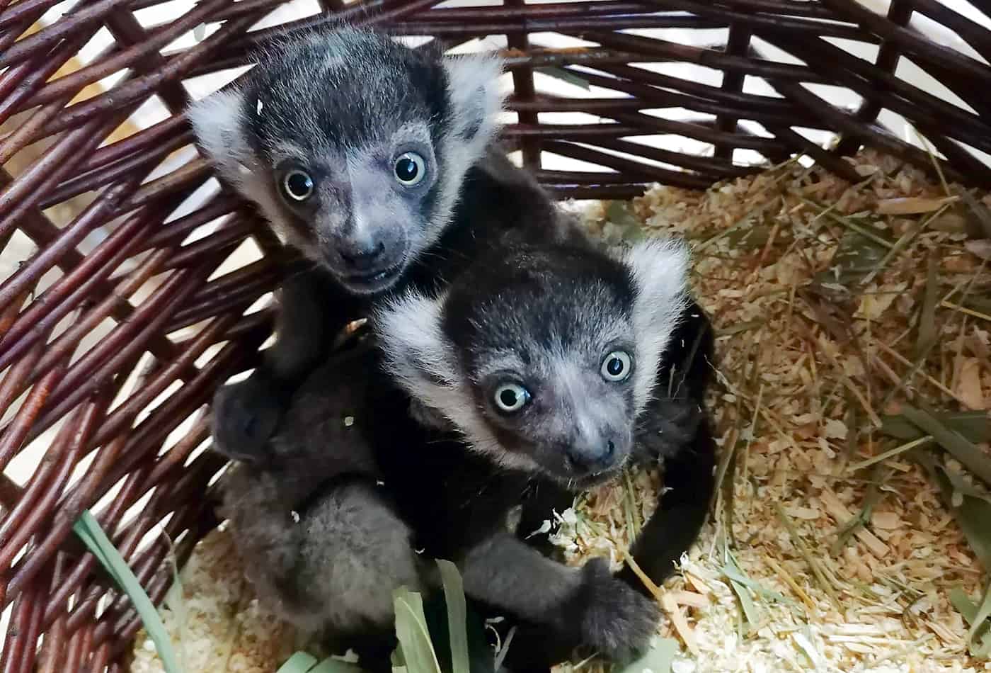 Fotos: Zwei Gürtelvaris kamen Mitte April im Zoo Heidelberg zur Welt und entwickeln sich prächtig. (Foto: Zoo Heidelberg)