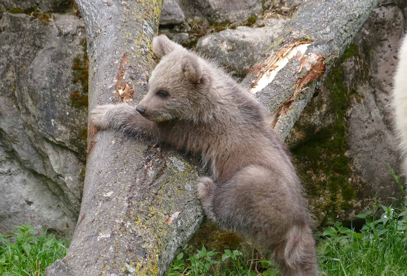 Die junge Syrische Braunbärin Merle beim Klettern (Foto: Petra Medan/Zoo Heidelberg)