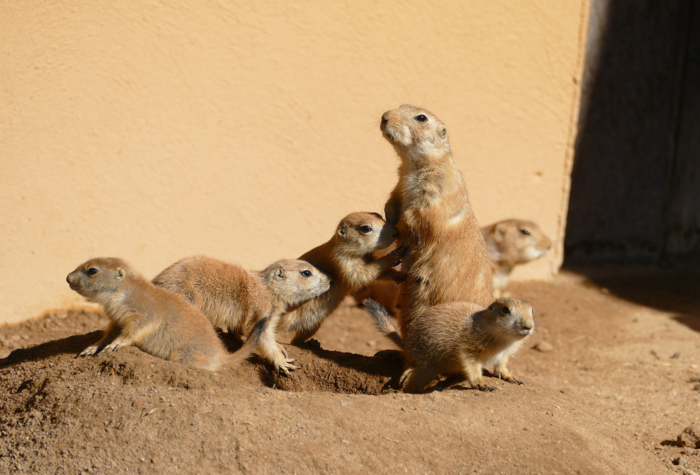 Präriehunde im Zoo Heidelberg (Foto: Petra Medan)