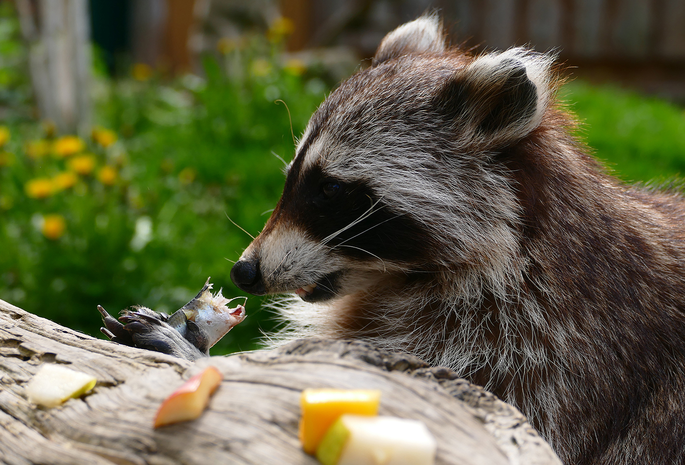 Waschbär im Zoo Heidelberg (Foto: Petra Medan)