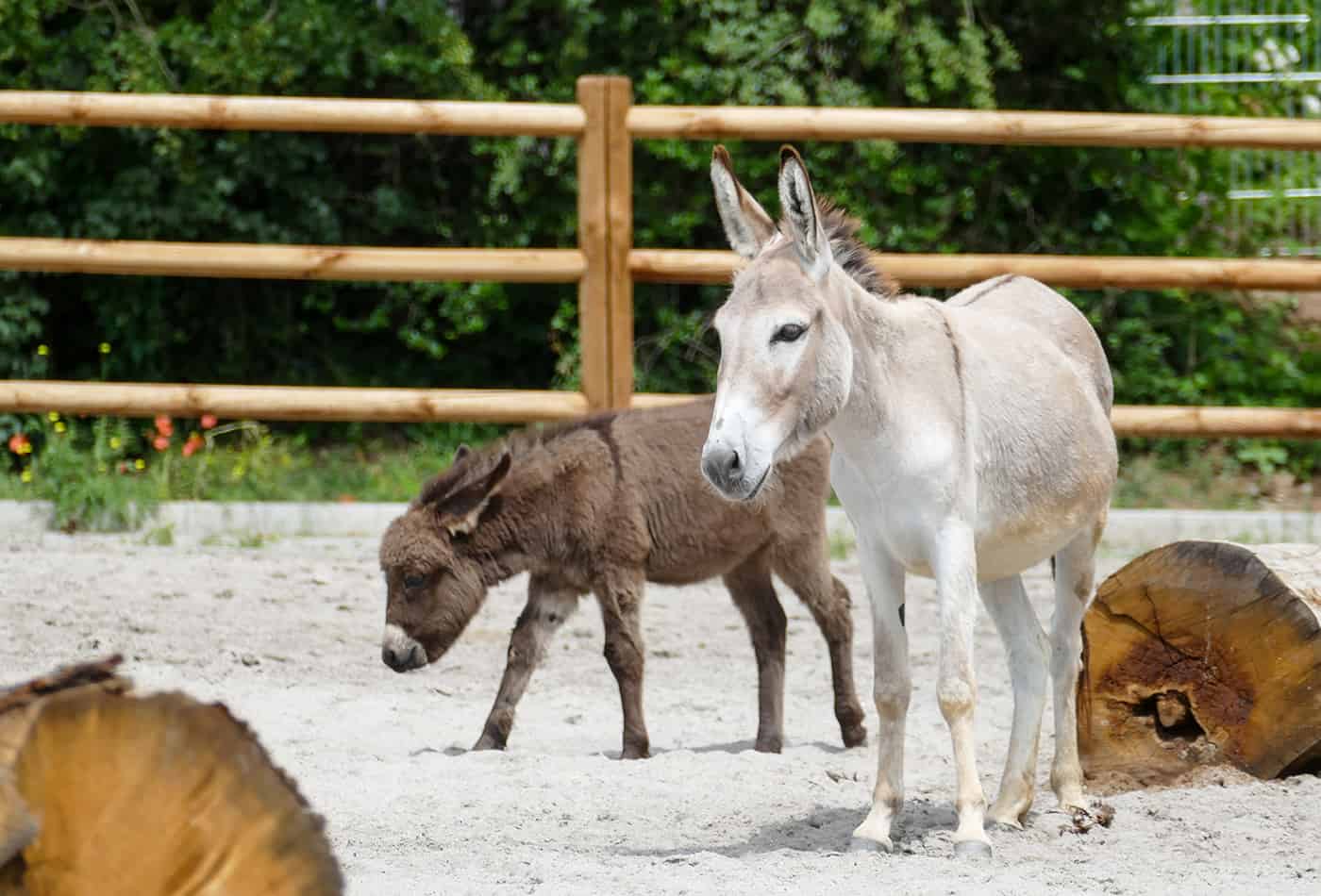 Esel im neuen Bauerhof im Zoo Heidelberg