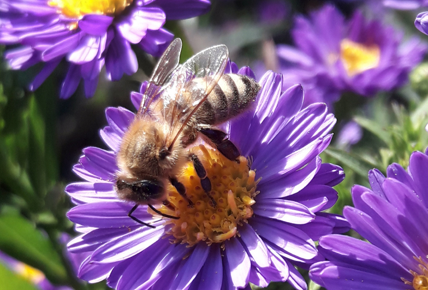 Bei erlebnisreichen Workshops mit der Imkerin im Zoo erfahren die Teilnehmer Spannendes und Wissenswertes rund um die Entstehung, Gewinnung und den Nutzen von Bienenprodukten (Foto: Elfner-Häfele)