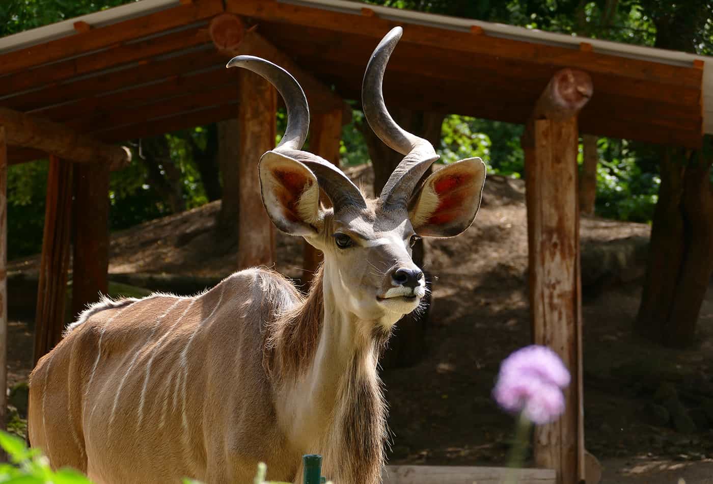 Mit der 3G-Regel in den Zoo: Ab sofort müssen Besucher im Zoo Heidelberg am Einlass entweder einen Impf-, Genesene oder Testnachweis vorzeigen. (Foto: Petra Medan/Zoo Heidelberg)