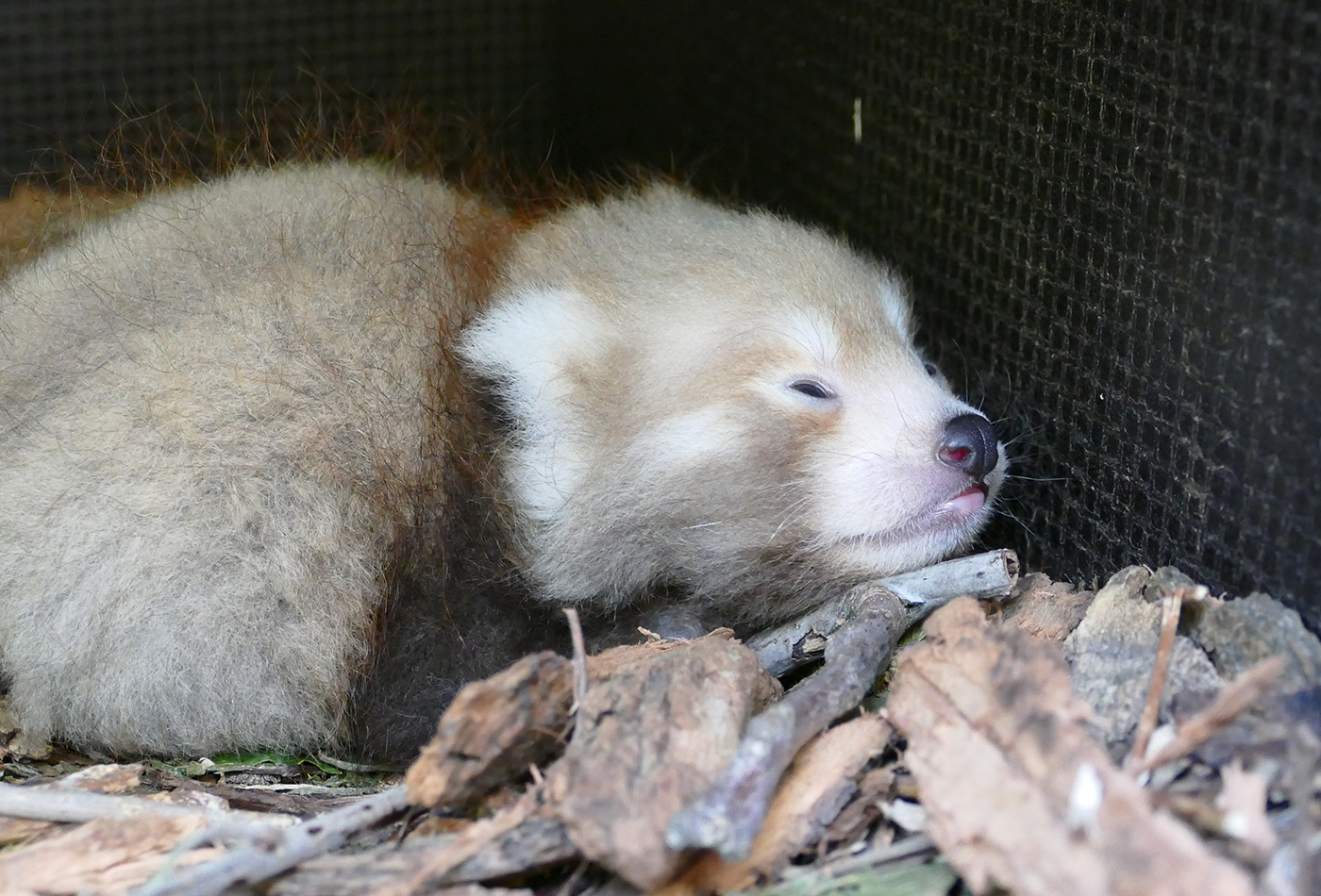 Foto: Nachwuchs bei den Roten Pandas: Wie alle jungen Roten Pandas schläft auch das Heidelberger Jungtier sehr viel. (Foto: Petra Medan/Zoo Heidelberg)