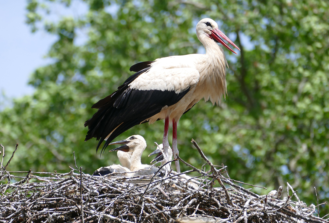 Foto: Weißstorch mit Nachwuchs im Zoo Heidelberg (Foto: Petra Medan/Zoo Heidelberg)