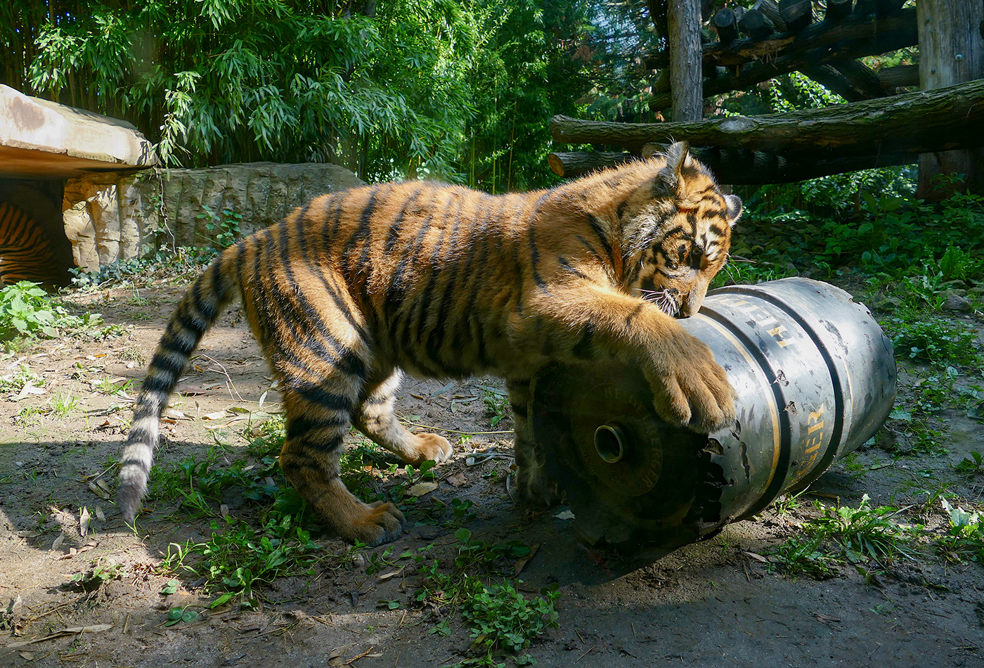 Die Jungen Sumatra-Tiger im Zoo Heidelberg entwickeln sich sehr gut, sind neugierig und fit. Neues Spielzeug wird genau unter die Lupe genommen. (Foto: Petra Medan/Zoo Heidelberg)