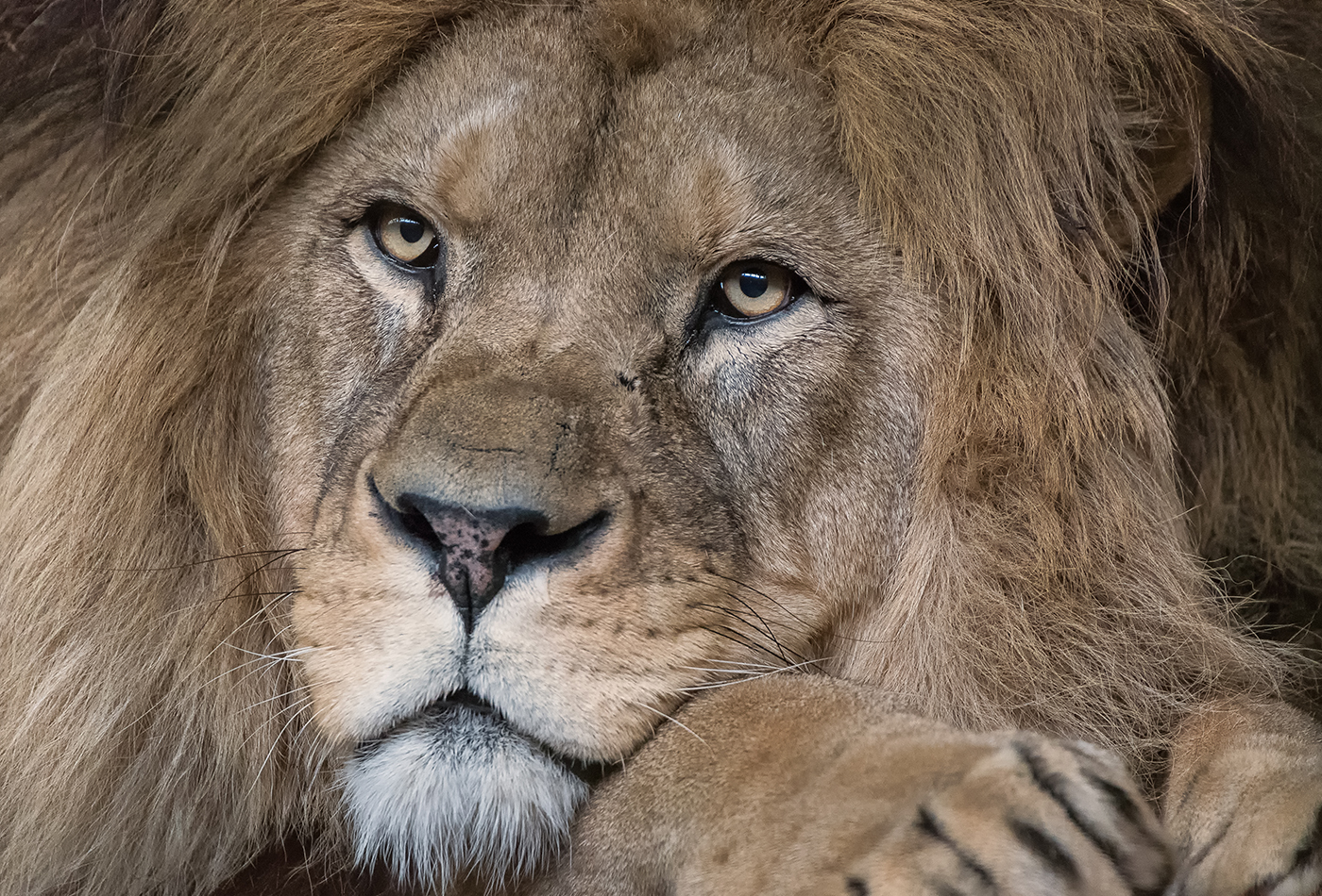 Abwarten, bis der Sturm sich gelegt hat: Fast alle Tiere verbringen den Tag heute in den Innenbereichen. (Foto: Susi Fischer/Zoo Heidelberg)