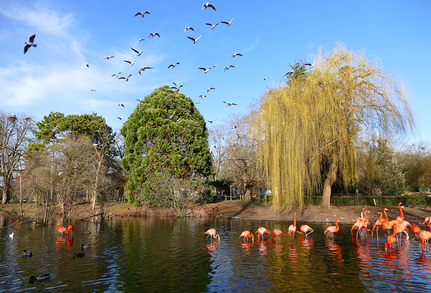 Foto: Mit Eintreten der Warnstufe benötigt jeder Besucher beim Einlass in den Zoo Heidelberg ab sofort einen Nachweis über eine abgeschlossene Corona-Impfung, ein zertifiziertes Corona-PCR-Testergebnis oder einen Nachweis über eine vollständige Genesung. (Foto: Petra Medan/Zoo Heidelberg)