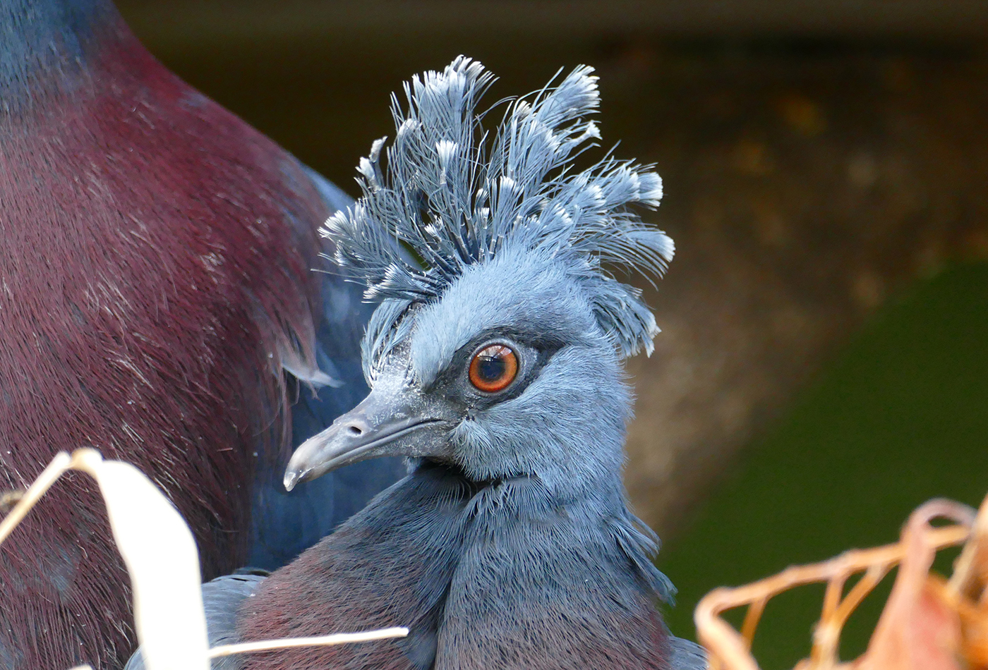 Erstmalig gibt es im Zoo Heidelberg Nachwuchs bei den Victoria-Krontauben. (Foto: Petra Medan/Zoo Heidelberg)