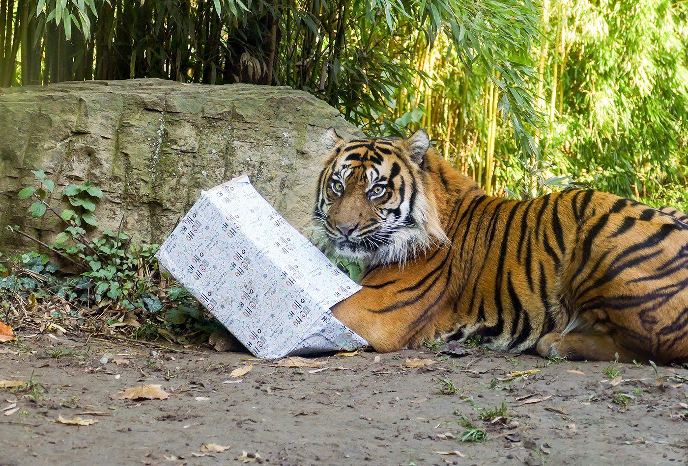Foto: Weihnachtsgeschenke für die Zootiere: Für die Tiger steht beispielsweise eine Schubber-Bürste auf der tierischen Wunschliste Liste. Ob dieser Wunsch wohl in Erfüllung geht? (Foto: Heidrun Knigge/Zoo Heidelberg)