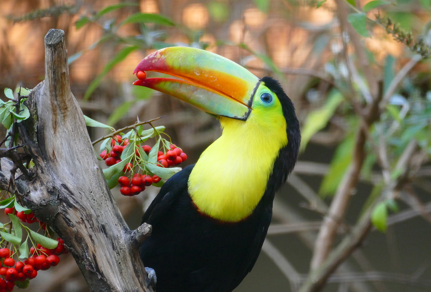 Geschickt pflückt ein Regenbogen-Tukan die schmackhaften Beeren von den Zweigen. (Foto: Petra Medan/Zoo Heidelberg)