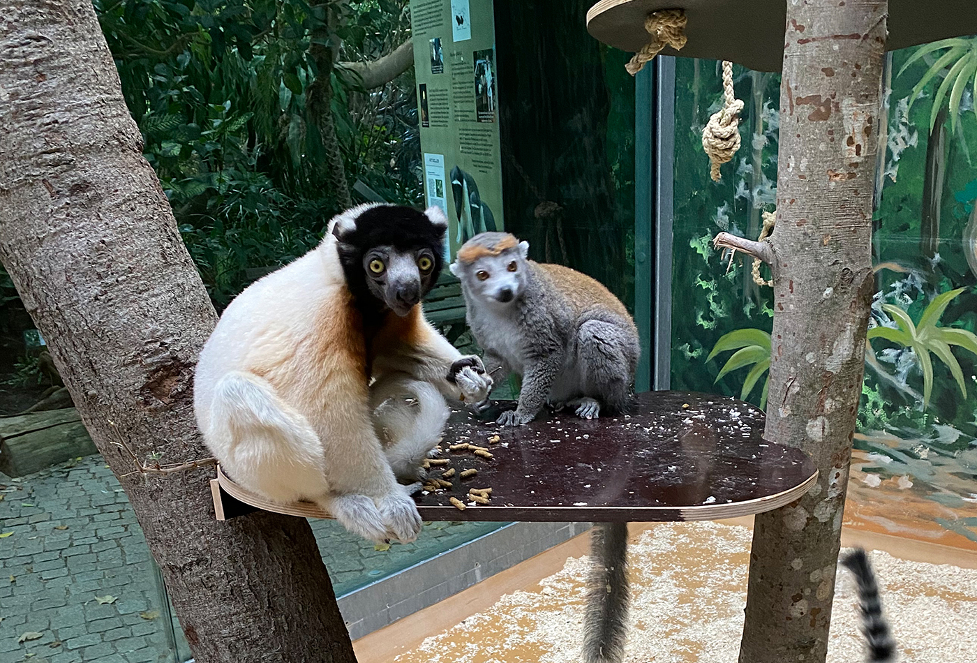 Foto 2: Die fünf Lemuren bewohnen gemeinsam eine Anlage im Zoo Heidelberg. (Foto: Zoo Heidelberg)