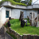 Für die Heidelberger Gorillagruppe soll eine neue Außenanlage gebaut werden. Für den Umbau sammelten die Tiergartenfreunde Heidelberg weitere Spendengelder in Höhe von 30.000 Euro. (Foto: Petra Medan/Zoo Heidelberg)