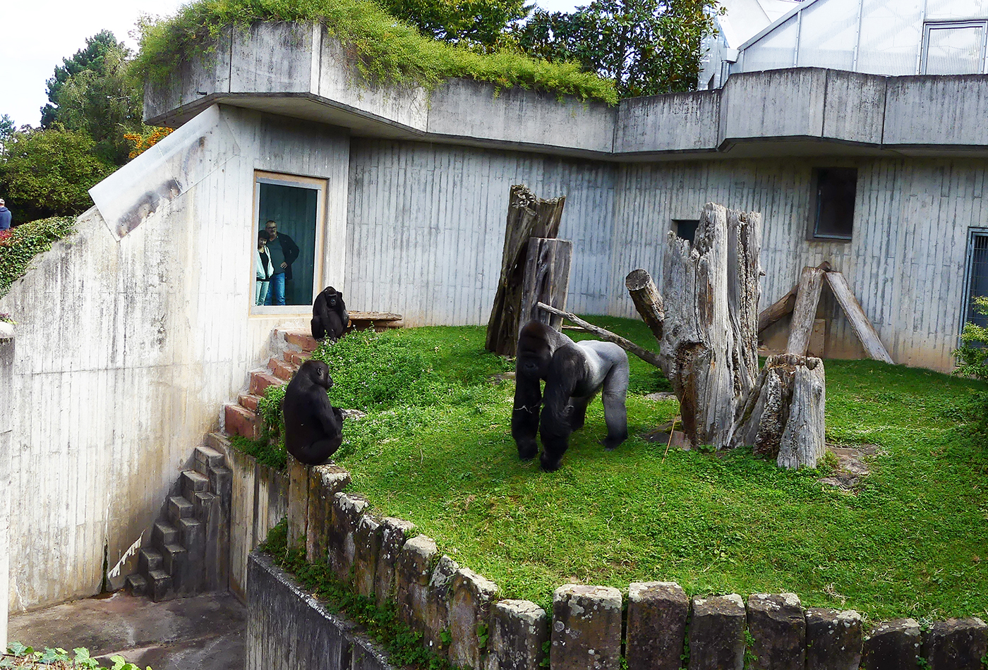 Für die Heidelberger Gorillagruppe soll eine neue Außenanlage gebaut werden. Für den Umbau sammelten die Tiergartenfreunde Heidelberg weitere Spendengelder in Höhe von 30.000 Euro. (Foto: Petra Medan/Zoo Heidelberg)