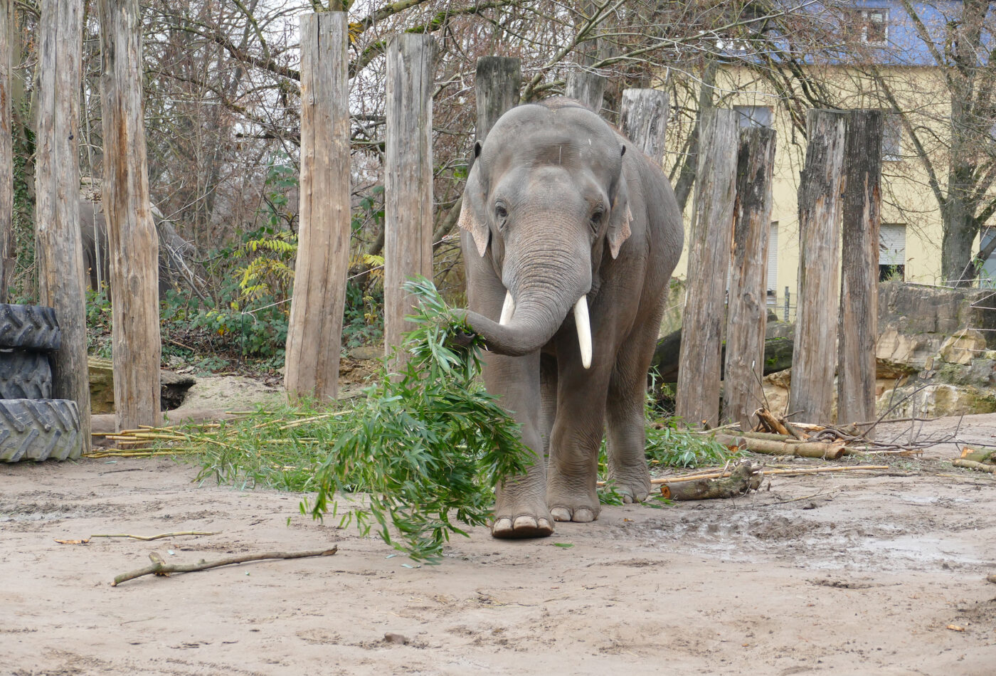 Elefant im Zoo Heidelberg (Foto: Petra Medan/Zoo Heidelberg)