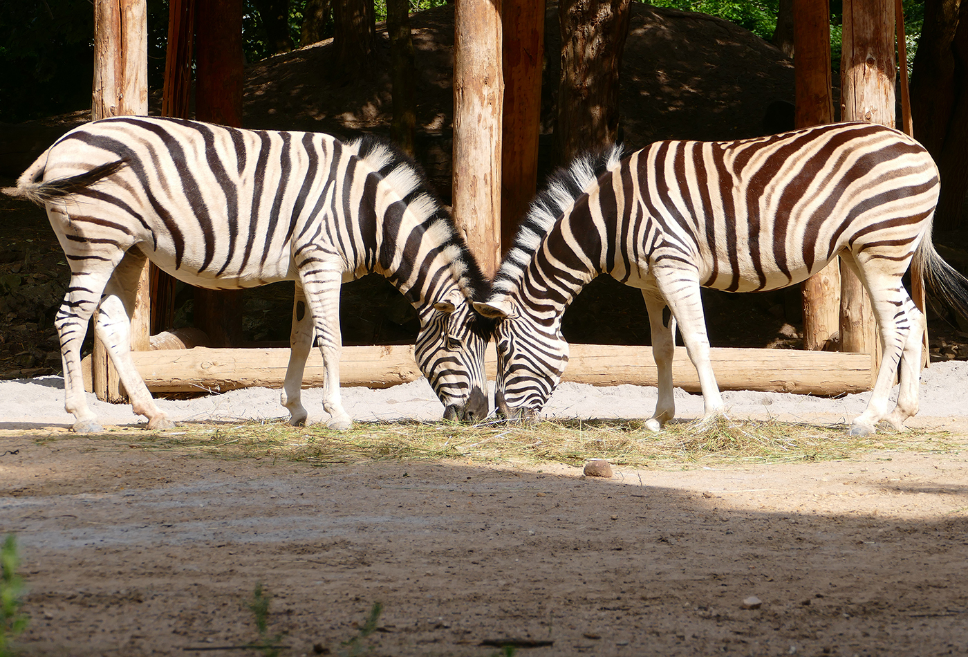 In den Faschingsferien ist im Zoo was los! Beim Workshop Karneval im Zoo dreht sich beispielsweise alles um die tierischen „Verkleidungen“. Was es mit den markanten Streifen bei den Zebras auf sich hat? (Foto: Petra Medan/Zoo Heidelberg)