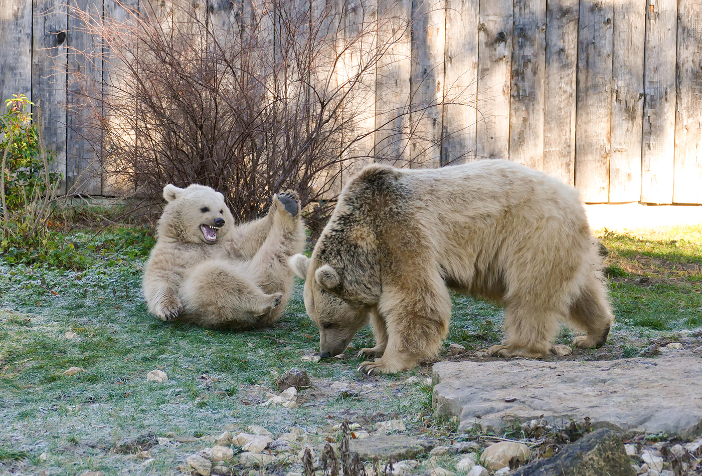 Foto: Die junge Syrische Braunbärin Merle, die 2021 im Zoo Heidelberg zur Welt kam, werden die Zoobesucher auch 2022 beim Aufwachsen begleiten können. (Foto: Petra Medan/Zoo Heidelberg)