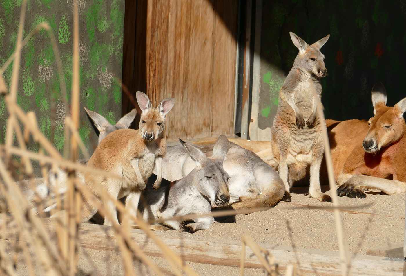 Foto 1: Die Känguru-Großfamilie liegt entspannt in der Sonne. (Foto: Petra Medan/Zoo Heidelberg)