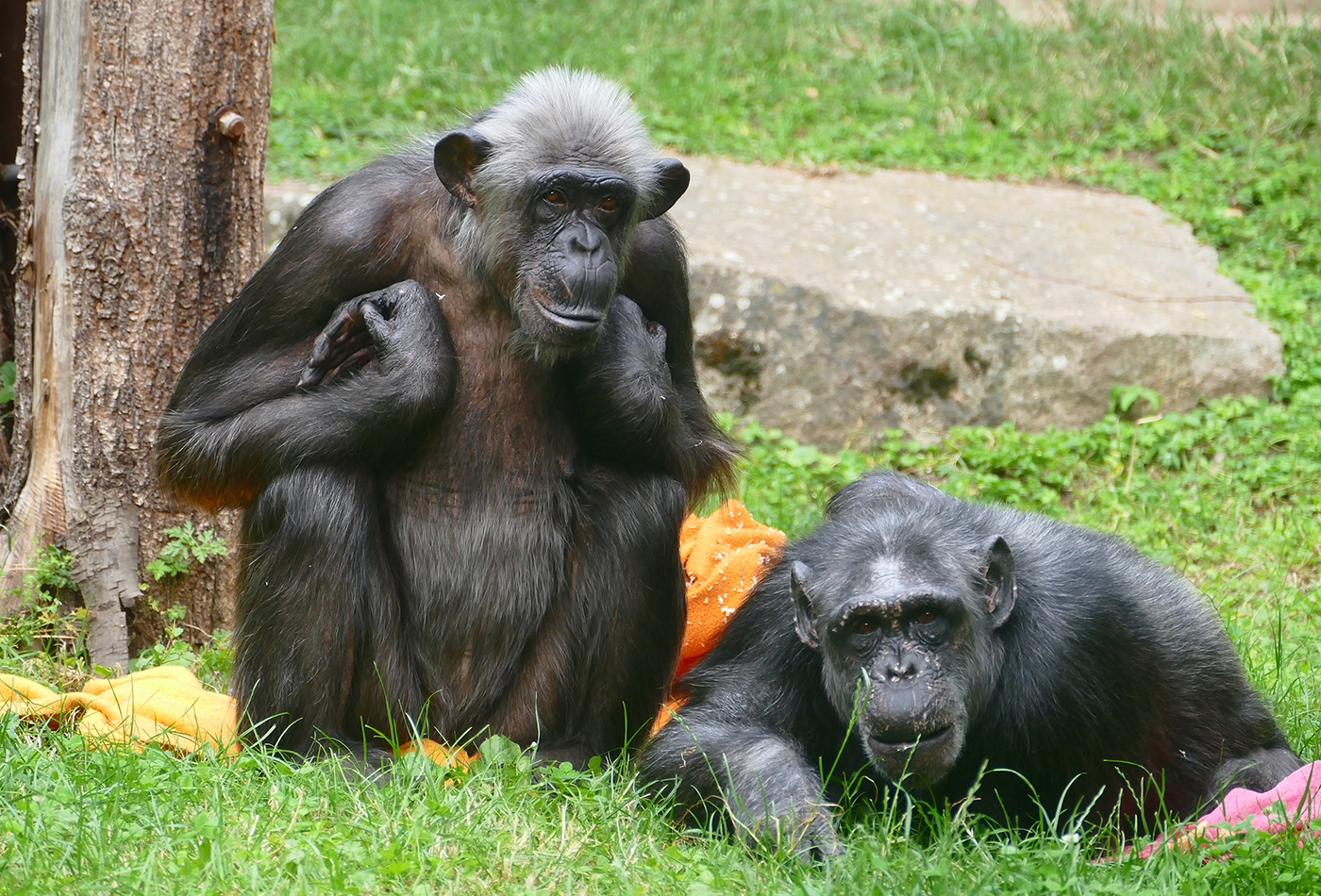 Sie zählen zu den älteren Zoobewohnern: Die Schimpansen im Zoo Heidelberg. Schimpansenweibchen Lulu (l) und Heidi (r) sind rund 50 Jahre alt. (Foto: Petra Medan/Zoo Heidelberg)