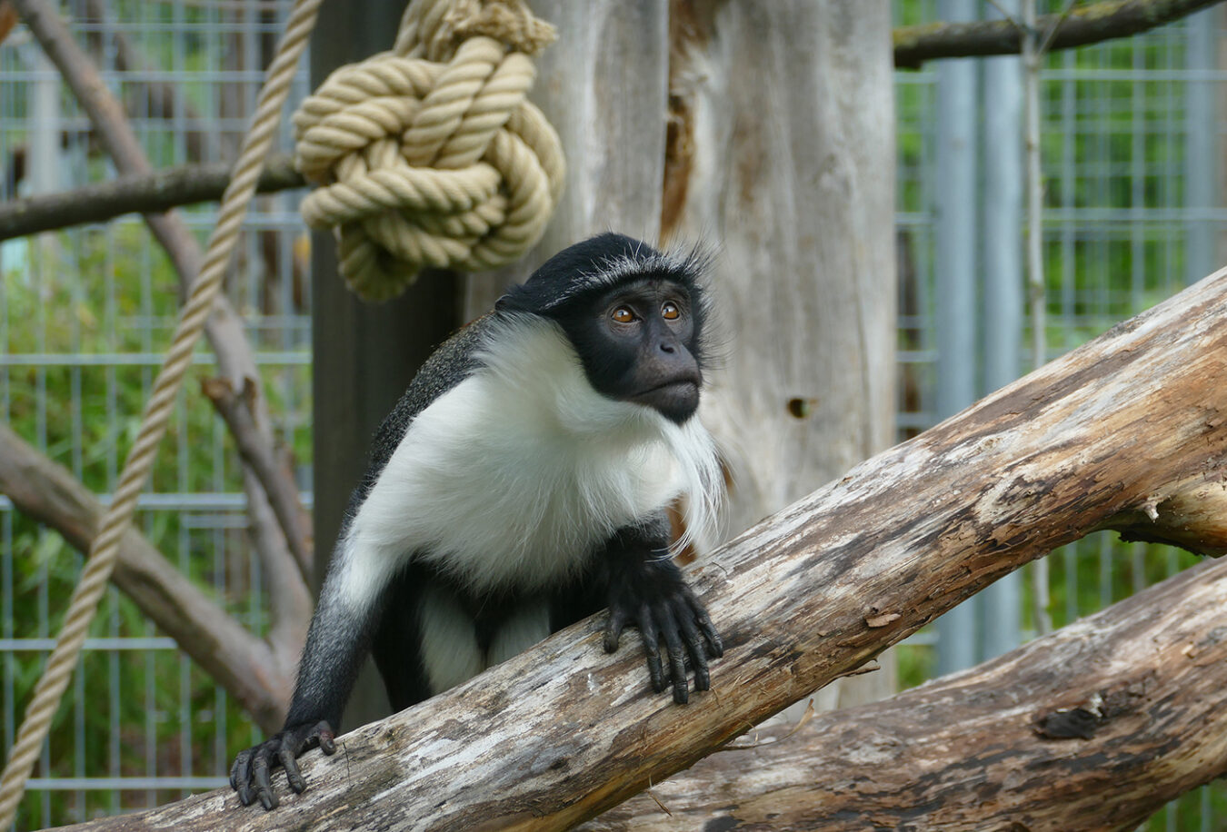 Zoo Heidelberg Startseite
