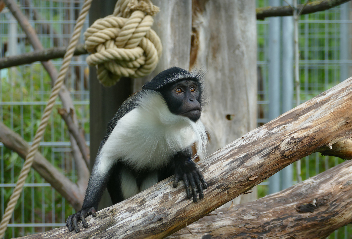 Wie man mit seinem eigenen Verhalten positiven Einfluss auf den Erhalt der Biodiversität nehmen kann, ist Thema beim Workshop „Ich geh‘ mal kurz die Welt retten“, den der Zoo für Schulklassen kostenlos anbietet. Konkret wird am Gehege der Roloway-Meerkatzen erklärt, wie die Produktion von Mobiltelefonen und die Bedrohung der Tiere in den Regenwäldern zusammenhängen. (Foto: Petra Medan/Zoo Heidelberg)