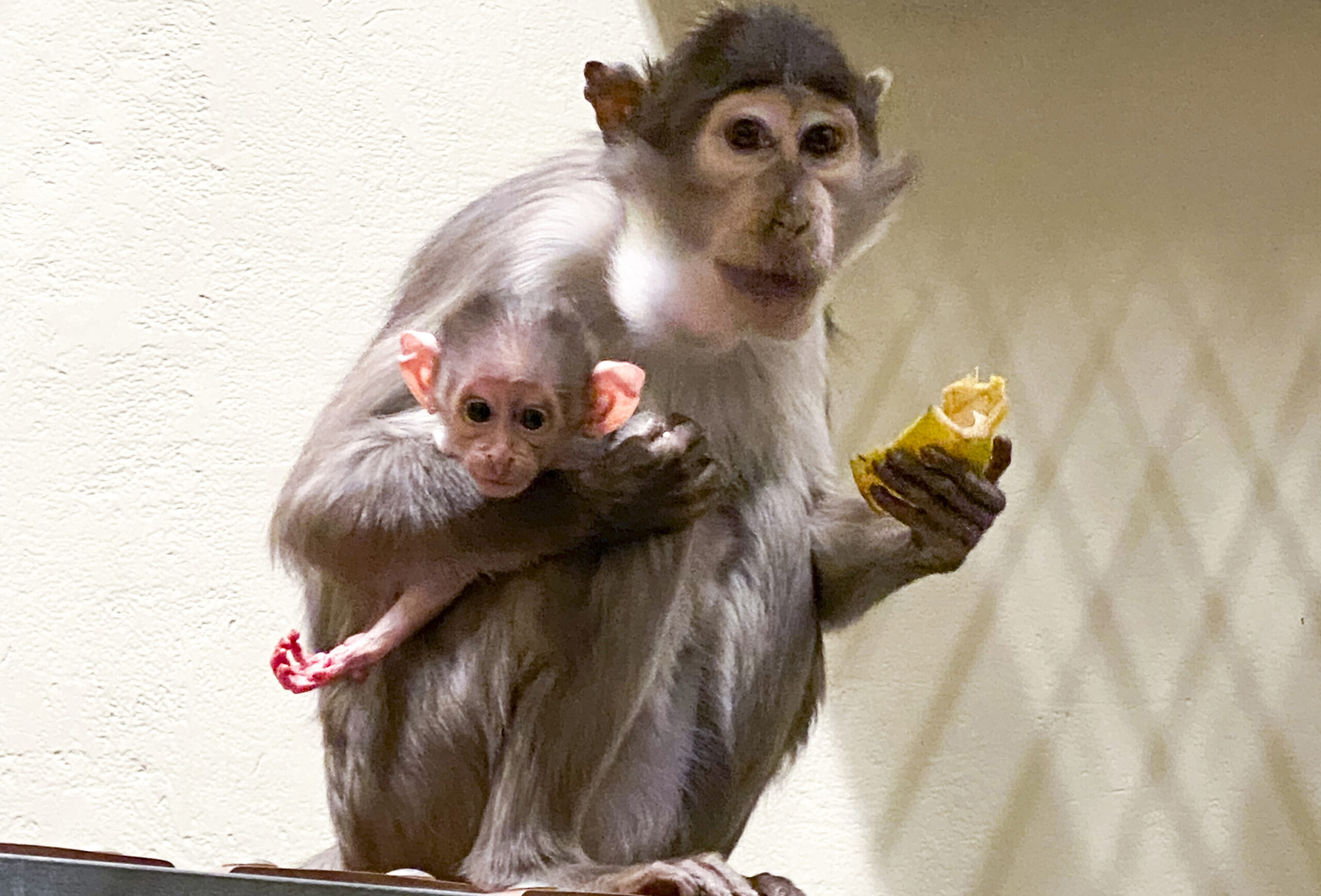 Im Zoo Heidelberg wurde zum ersten Mal eine Weißscheitelmangabe geboren. Mutter Nika trägt den Nachwuchs immer bei sich. (Foto: Zoo Heidelberg)