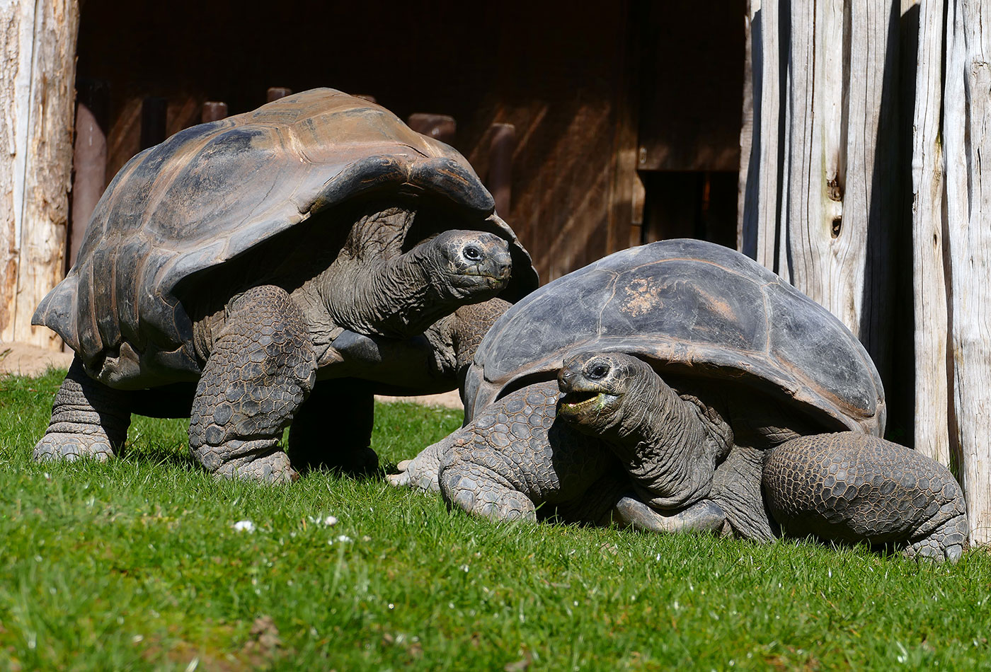 Foto 1: Riesenschildkröten im Zoo Heidelberg. (Foto: Petra Medan/Zoo Heidelberg)