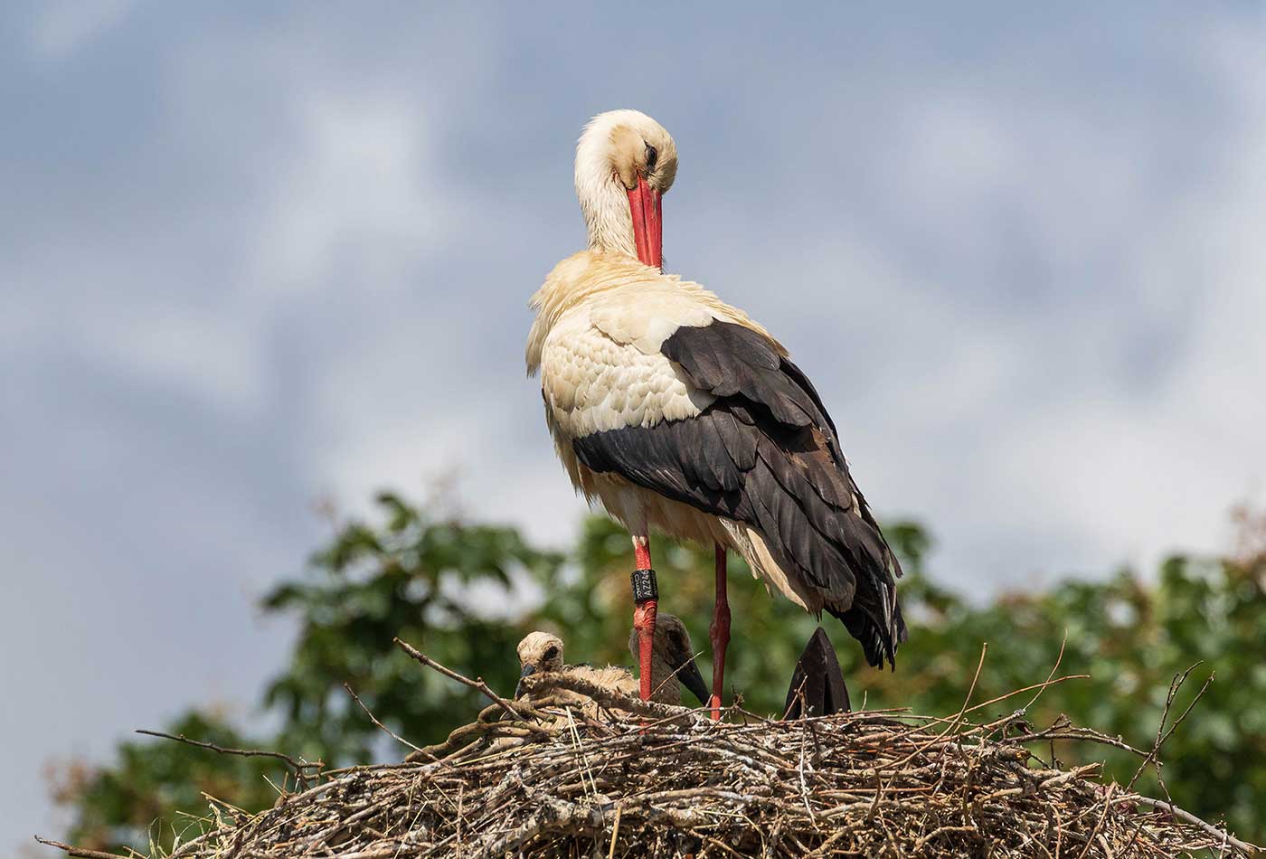 Foto 3: Storch mit Jungtier im Zoo Heidelberg (Foto: Petra Stein/Zoo Heidelberg)