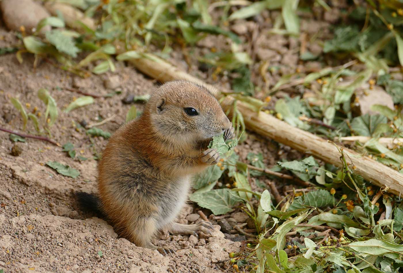 Schon die Jungtiere finden: Laub schmeckt trocken und knusprig am besten. (Foto: Petra Medan/Zoo Heidelberg)