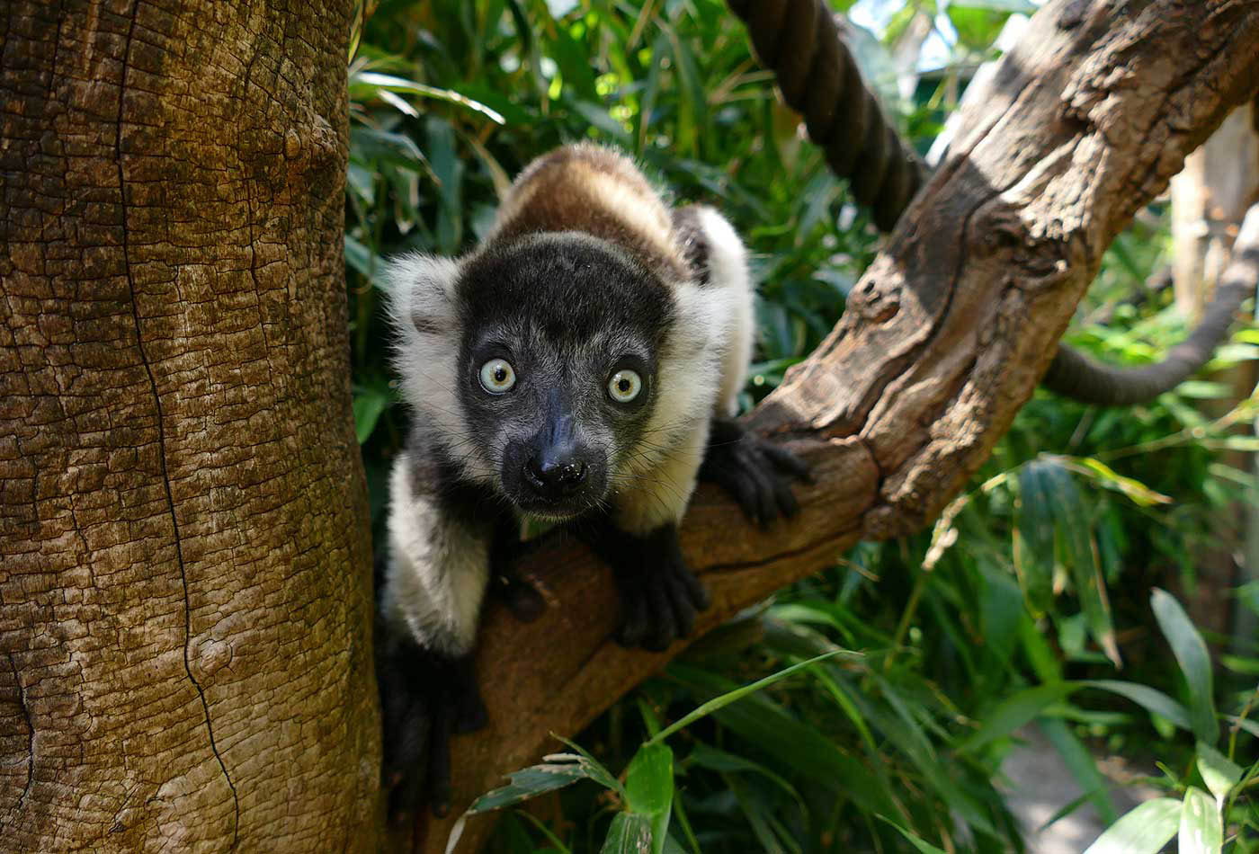 Der Nachwuchs bei den Gürtelvaris zeigt sich neugierig. (Foto: Petra Medan/Zoo Heidelberg)