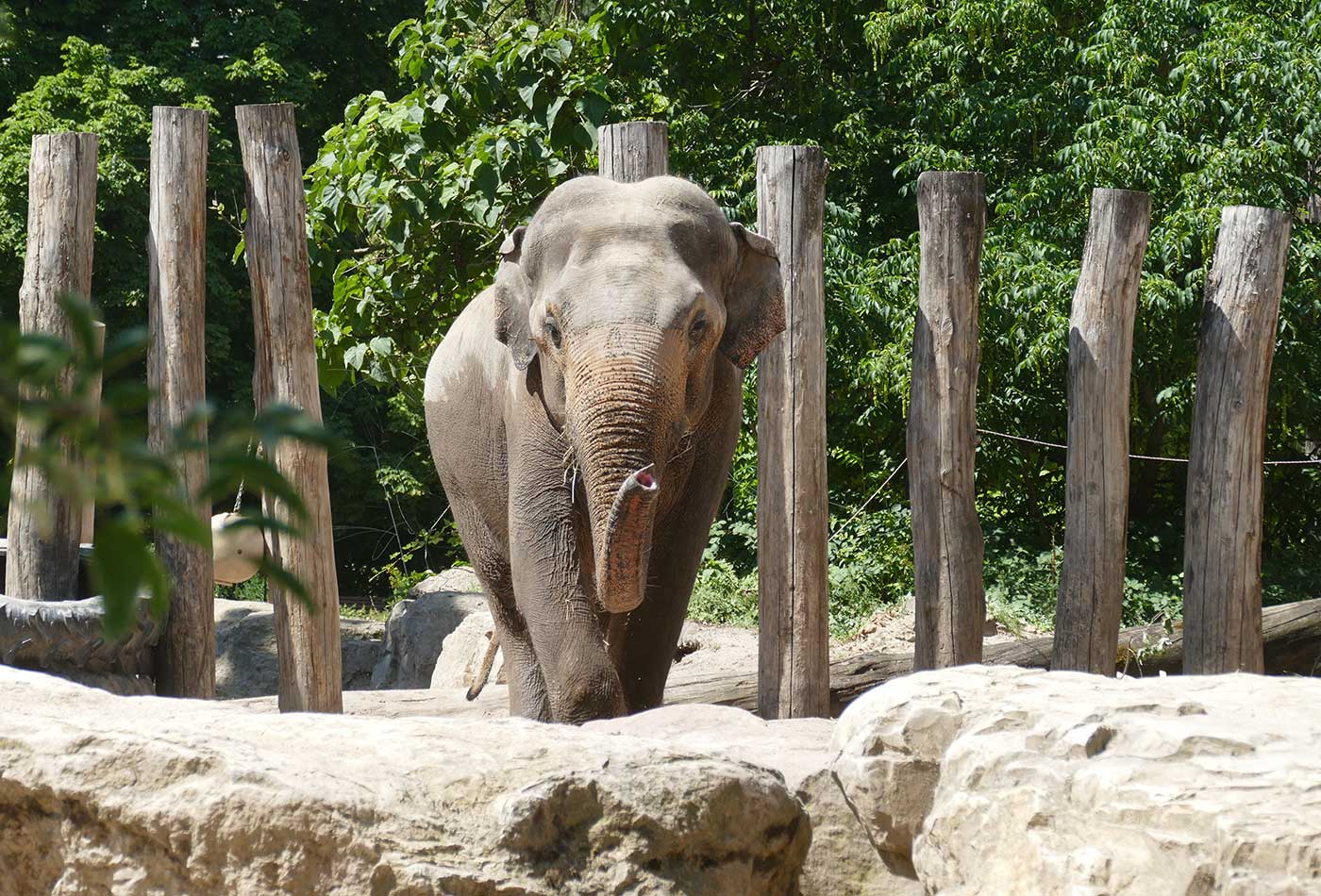 Foto 1: Elefant Tarak wird den Zoo Heidelberg im Juli verlassen. Er ist nun reif genug, um in einen anderen Zoo umzuziehen. (Foto: Heidrun Knigge/Zoo Heidelberg)