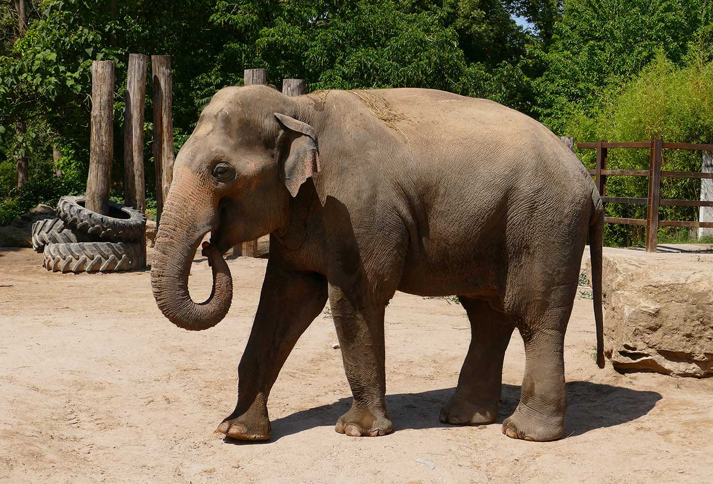 Elefant Tarak ein paar Tage vor seiner Abreise nach Köln. (Foto: Petra Medan/Zoo Heidelberg)