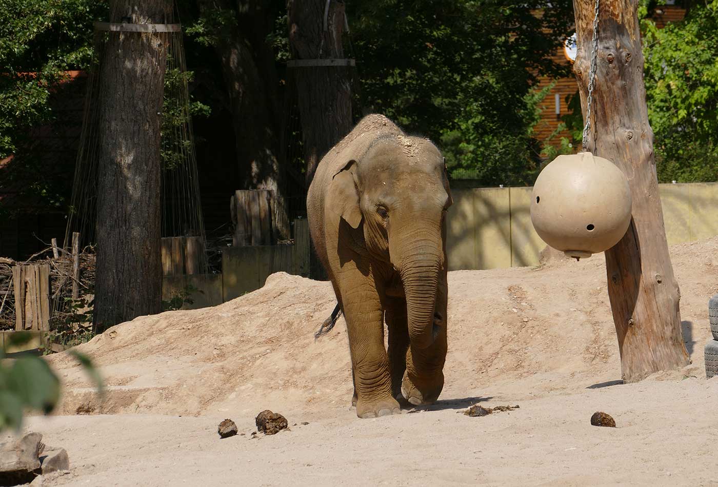 Elefant Minh-Tan auf der Außenanlage im Zoo Heidelberg (Foto: Petra Medan/Zoo Heidelberg)