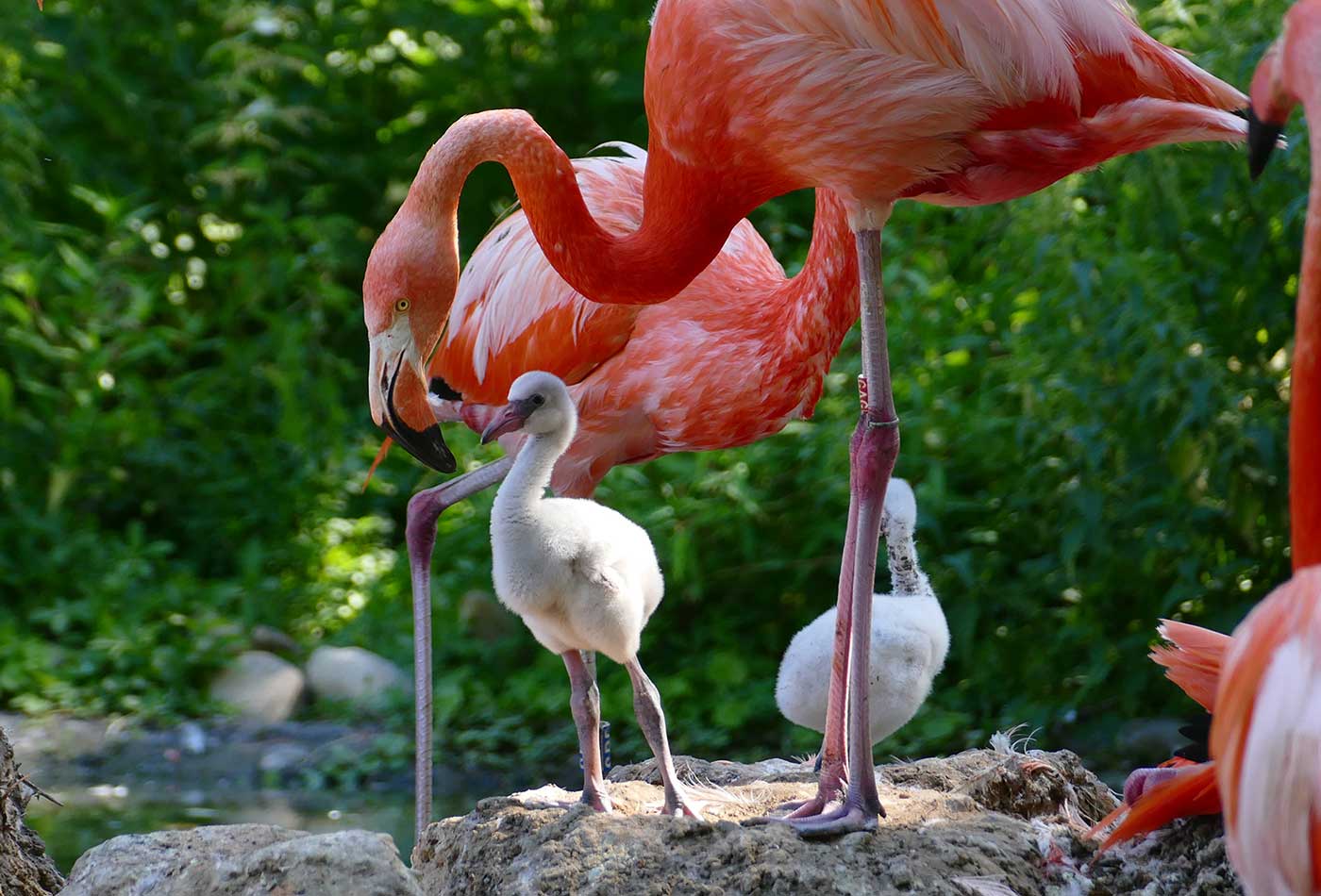 Flamingonachwuchs im Zoo Heidelberg (Foto: Petra Medan/Zoo Heidelberg)