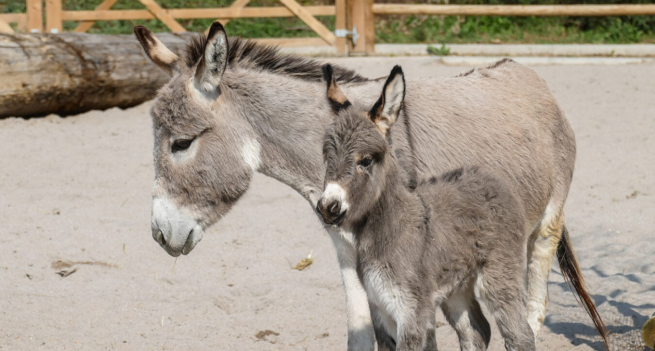 Esel im Zoo Heidelberg (Foto: Heidrun Knigge/Zoo Heidelberg)