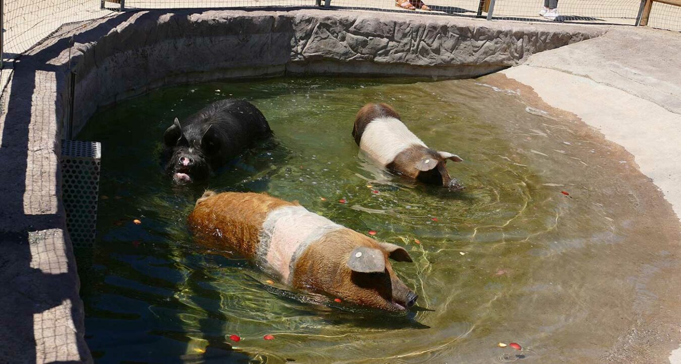 Schweine im Zoo Heidelberg (Foto: Petra Medan/Zoo Heidelberg)