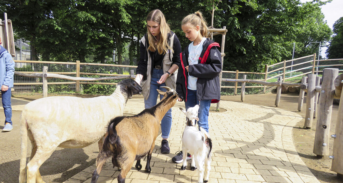 Zoobesucher kommen den Ziegen und Schafen im Streichelzoo im Zoo Heidelberg ganz nahe (Foto: Zoo Heidelberg)