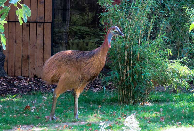 Der Helmkasuar im Zoo Heidelberg erkundet sein Gehege. (Foto: Zoo Heidelberg)