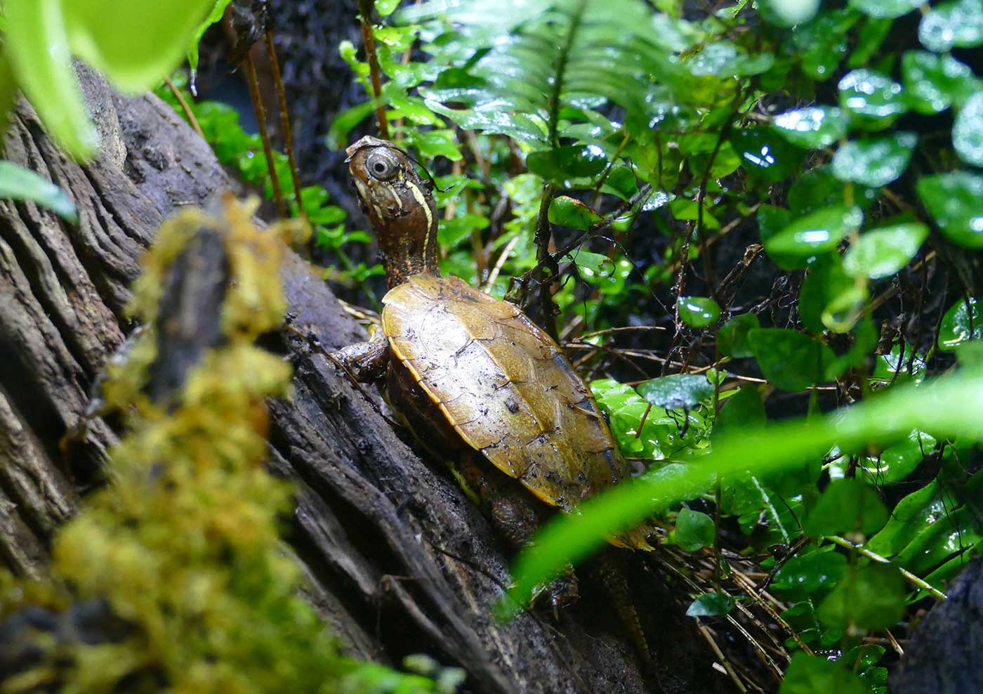 Foto2: Der Panzer der Zackenerdschildkröte erinnert an ein Laubblatt. (Foto: Petra Medan/Zoo Heidelberg)