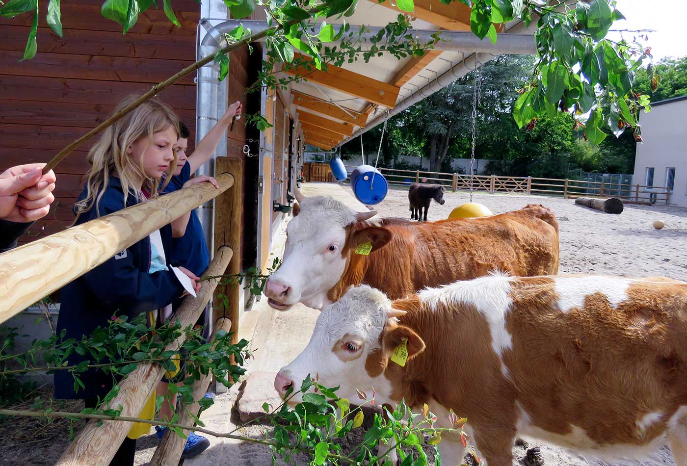 Im Rahmen des Zoobesuchs durften die Schülerinnen und Schüler den Rindern beim Füttern ganz nahekommen. (Foto: Zoo Heidelberg)