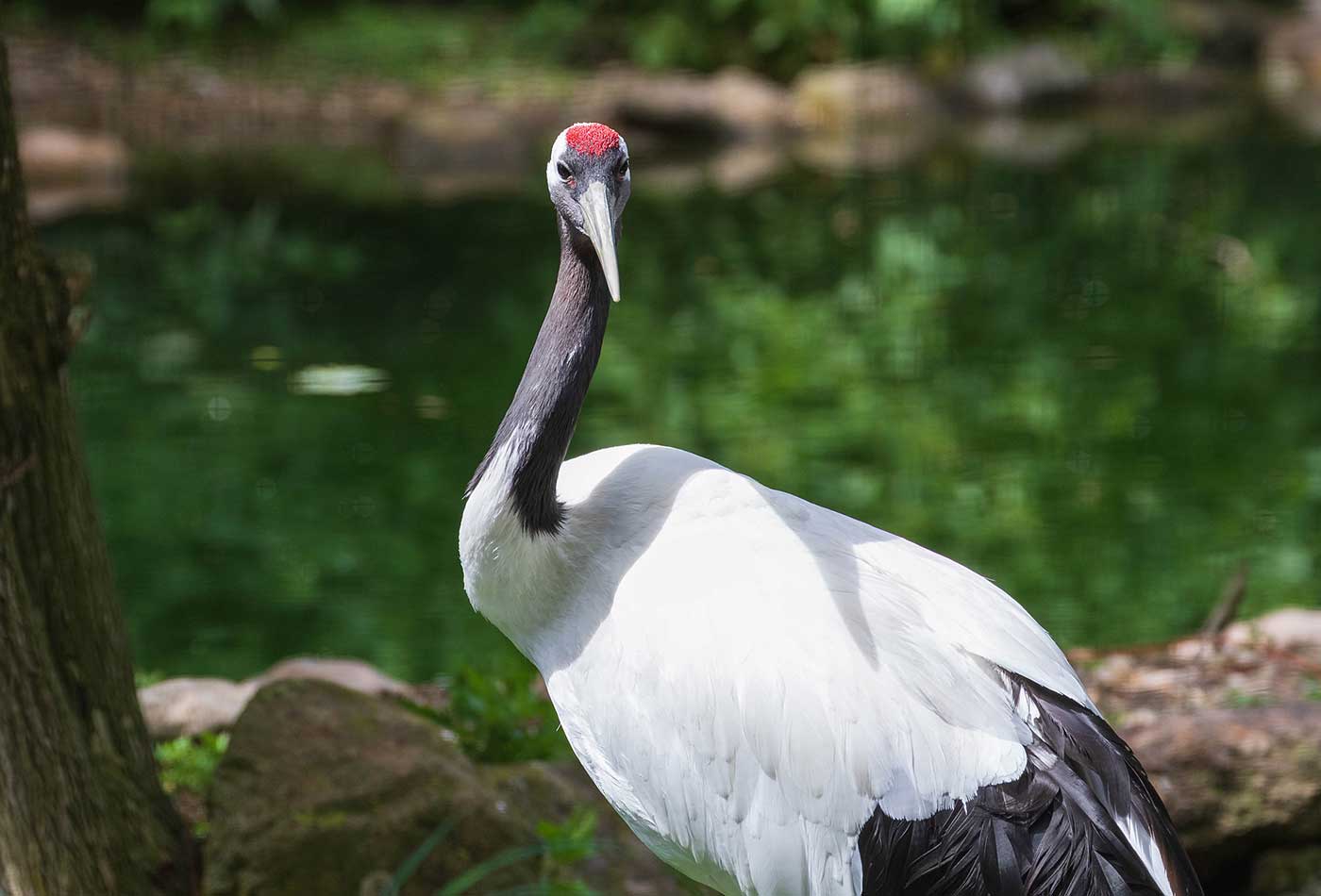 Der rote Fleck auf der Stirn ist das Markenzeichen des Glücksvogels. (Foto: Petra Stein/Zoo Heidelberg)