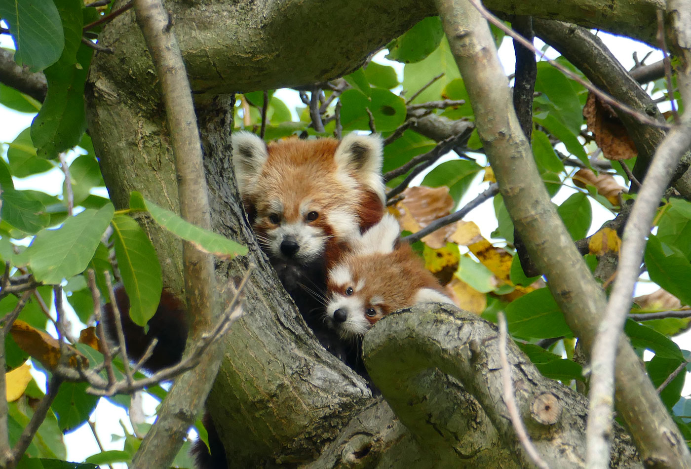 Die Jungtiere klettern schon bis in die Baumkrone. (Foto: Petra Medan/Zoo Heidelberg)