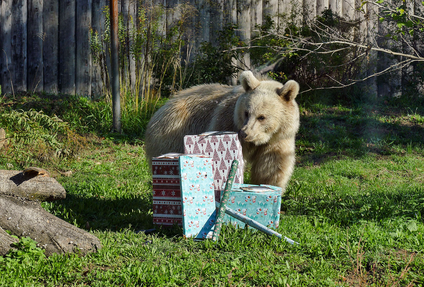 Weihnachtsgeschenke für die Zootiere: Die Syrischen Braunbären würden sich über einen großen Eimer Honig freuen. Ob dieser Wunsch wohl in Erfüllung geht? (Foto: Heidrun Knigge/Zoo Heidelberg)