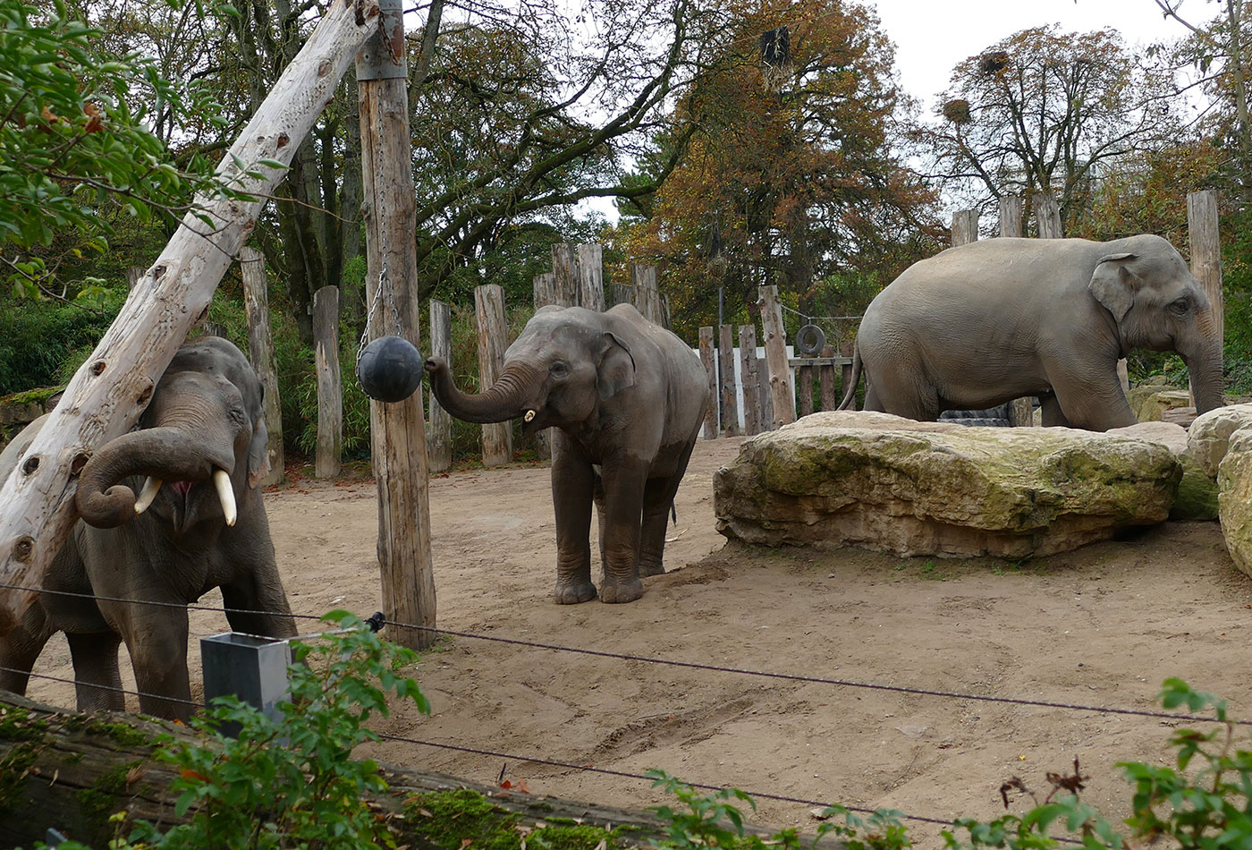 Manchmal geht es in der Elefanten-WG wild zu: Ihr Lieblingsspielzeug, ein massiver Baumstamm, haben die Elefanten beim gemeinsame Spielen „zerlegt“ – jetzt muss er repariert werden. (Foto: Petra Medan/Zoo Heidelberg)