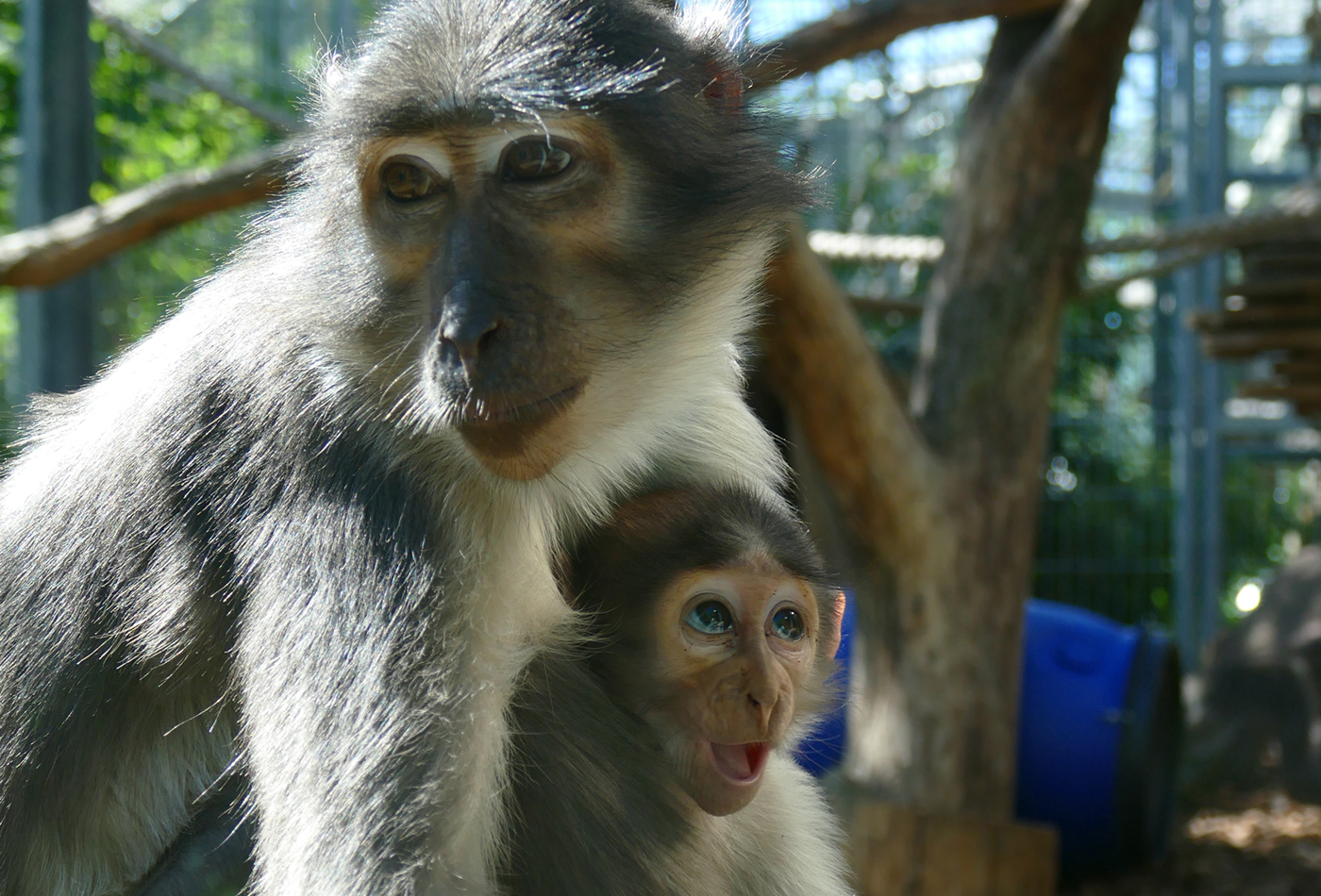 Weißscheitelmangaben sind eine der Affenarten, für deren Schutz sich das WAPCA-Artenschutzprojekt aktiv einsetzt. Im Zoo Heidelberg lebt eine Gruppe dieser bedrohten Affenarten; im April 2022 kam ein gesundes Jungtier zur Welt. (Foto: Petra Medan/Zoo Heidelberg)