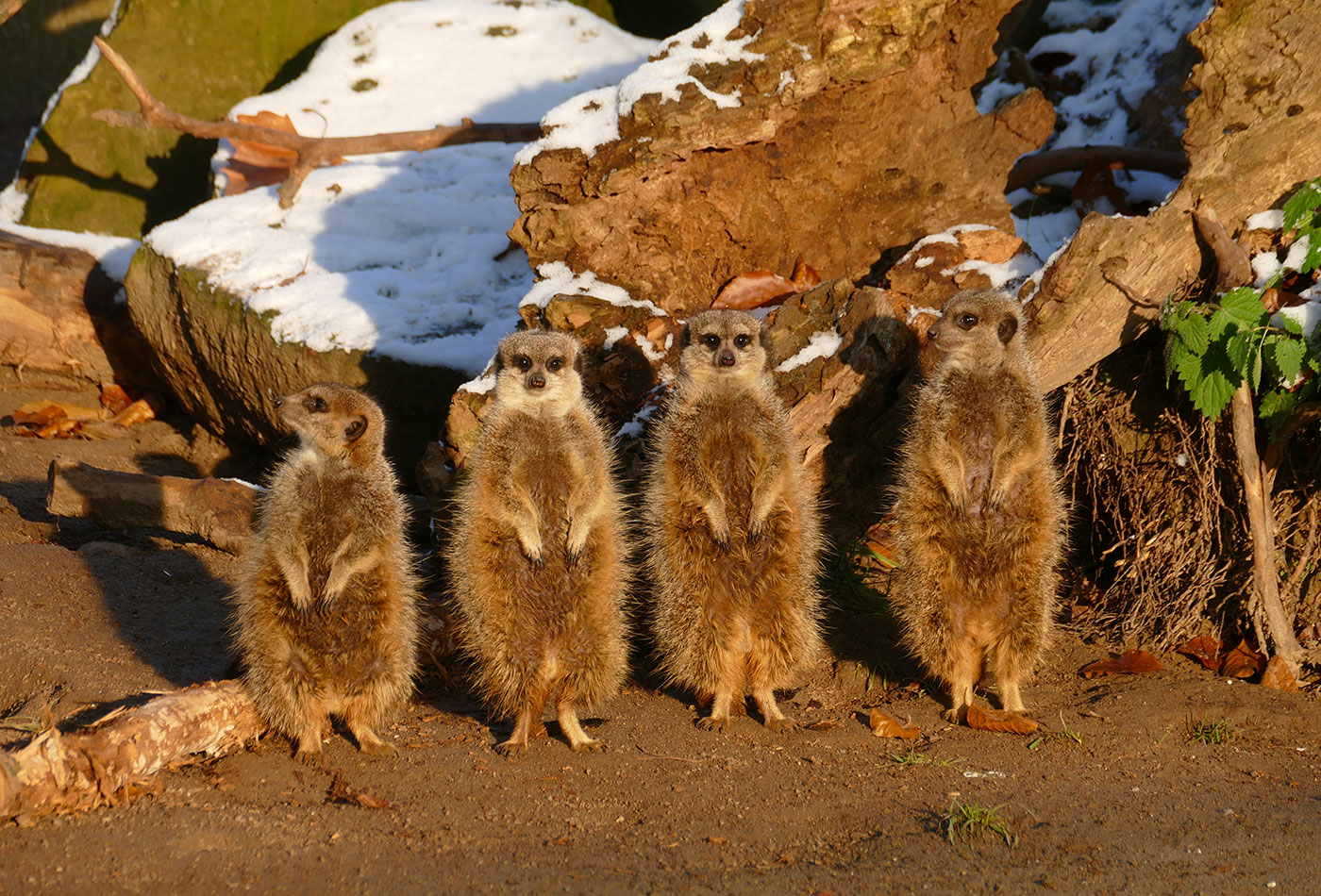 Ob die Erdmännchen auch so gespannt auf die Geschichten des Zoodirektors warten? Los geht’s am 24. Dezember 2022 um 11 Uhr im alten Stall am Bauernhof. (Fotos: Petra Medan/Zoo Heidelberg)