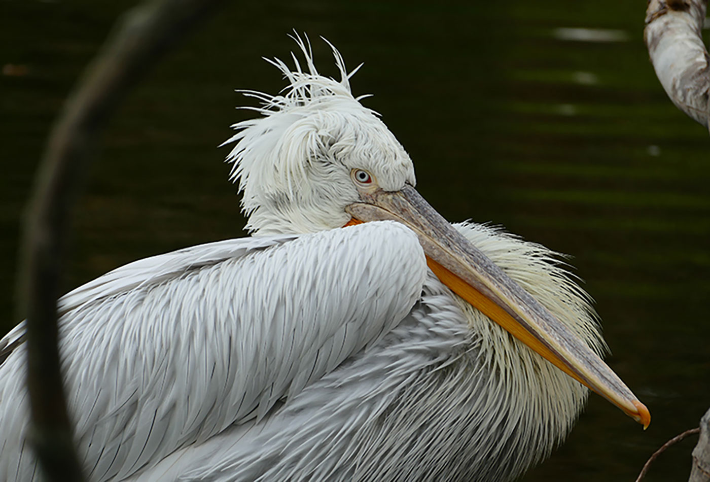 Das Markenzeichen der Krauskopfpelikane – ihre Frisur (Foto: Petra Medan/Zoo Heidelberg)