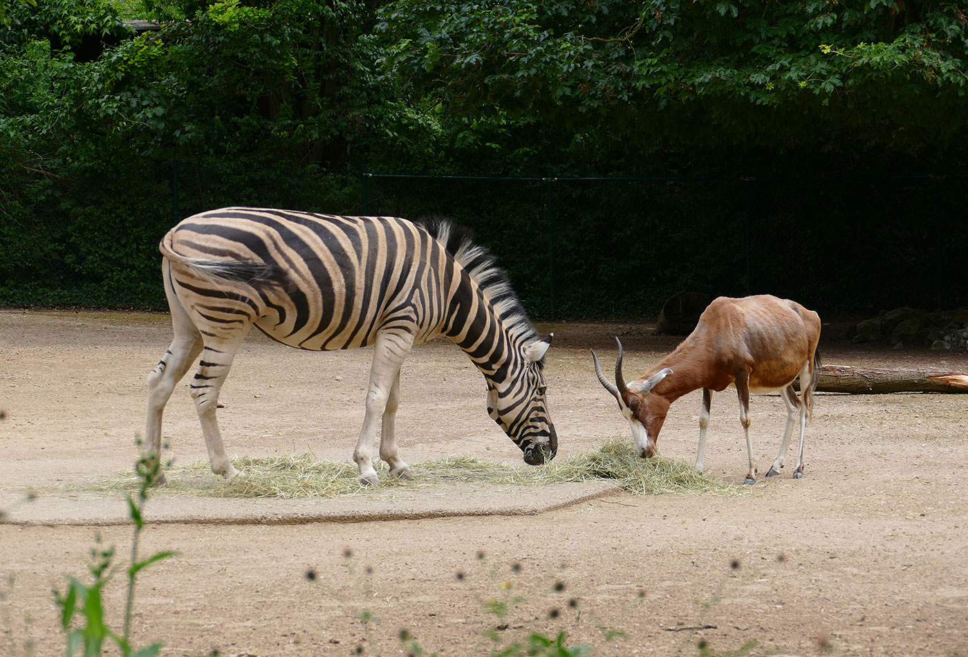 Harmonische Gemeinschaft - Blessböcke und Zebras gemeinsam auf der Afrika-Anlage im Zoo Heidelberg (Foto: Petra Medan/Zoo Heidelberg)